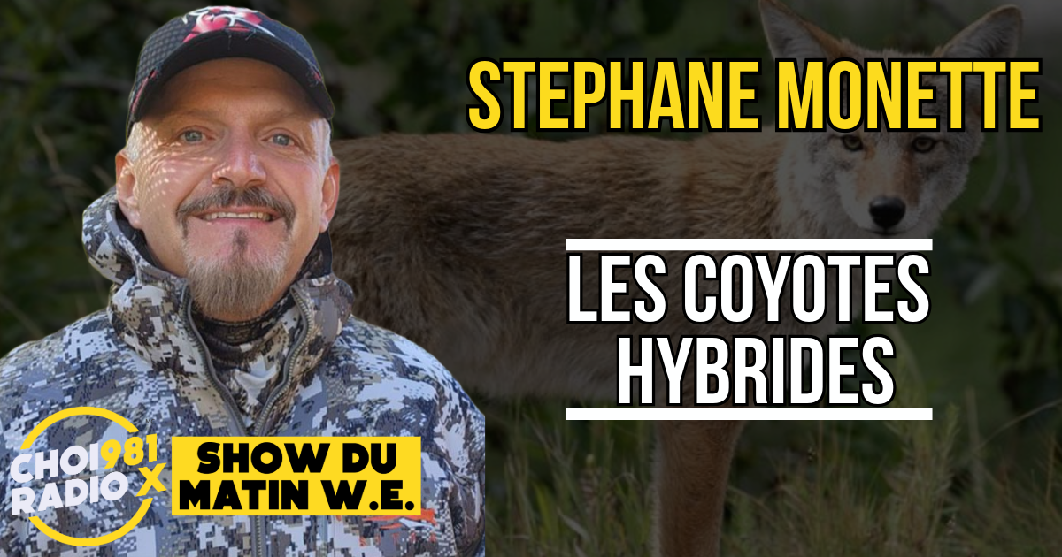 Stéphane Monette : Les coyotes hybrides episode artwork